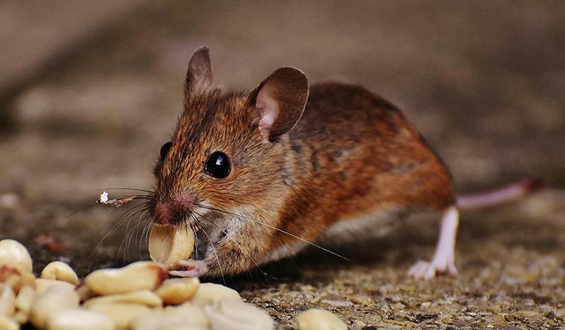 中國實驗「冠狀病毒變異株」老鼠8天內死亡-專家：停止這個瘋狂的行為