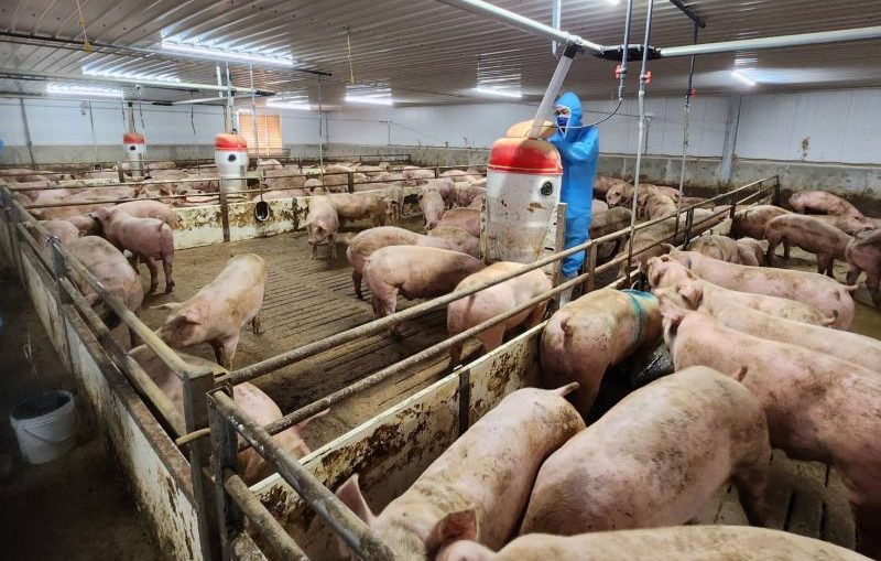 中市保護消費者免吃瘦肉精-落實畜牧場用藥品質監測