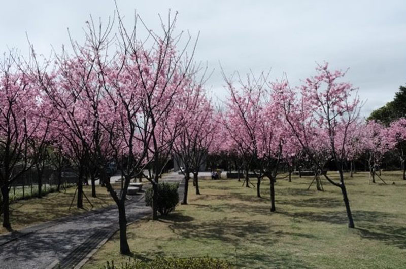 陽明山3月賞花特報 櫻花、杜鵑、水仙處處開