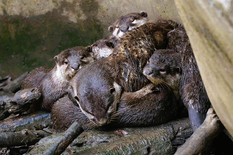 兒童節連續假期不能錯過 12歲以下兒童+1免票入動物園！