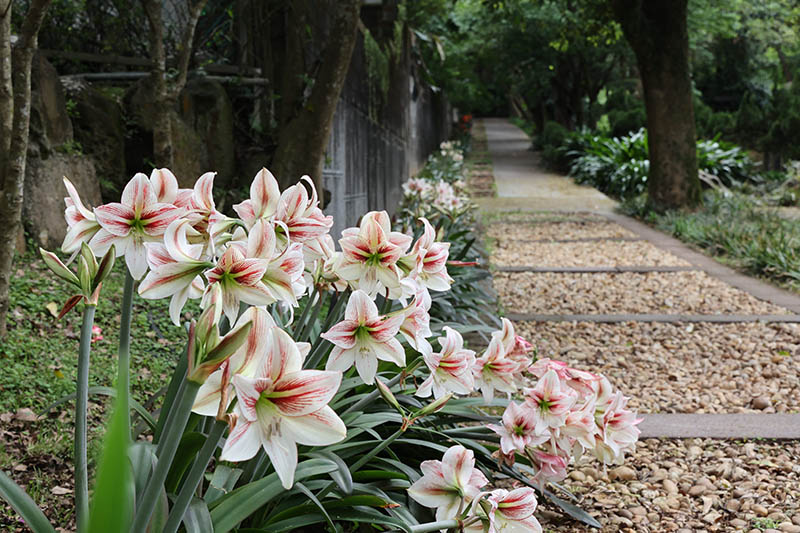 百合兄弟姊妹在這裡!花卉中心4月球根花卉展