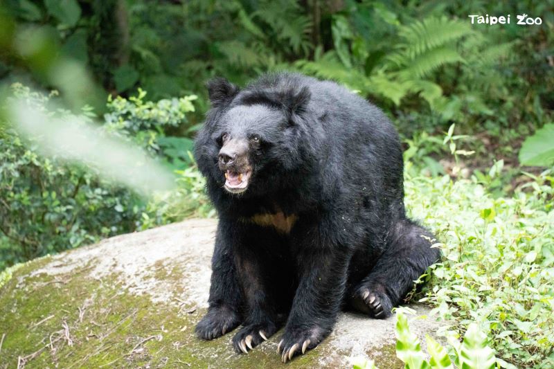 慰靈祭緬懷逝世動物 忠順廟為動物園祈福