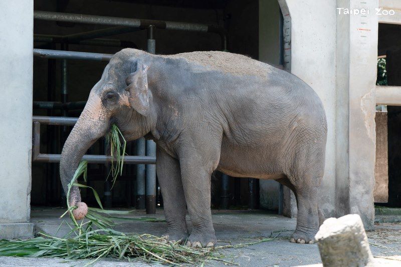 祖孫共遊漫步健康動物園 一起關心老齡動物照顧