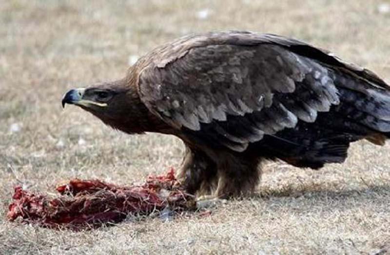 以色列藉禿鷹食腐肉找出失蹤罹難者遺體