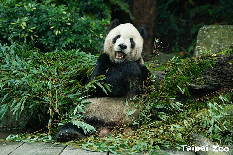 大貓熊「團團」離開-生命無常標本永留傳-臺北動物園讓智慧長存