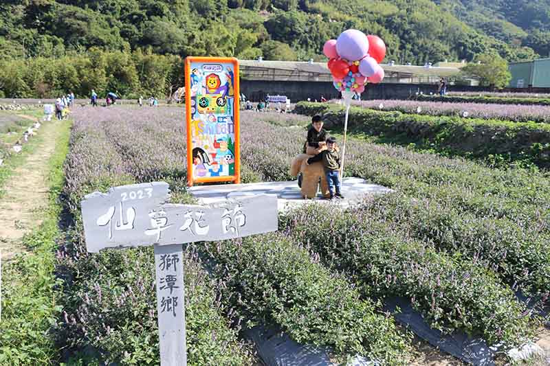 獅潭鄉仙草花節吸引大批遊客體驗浪漫紫色花海的魅力