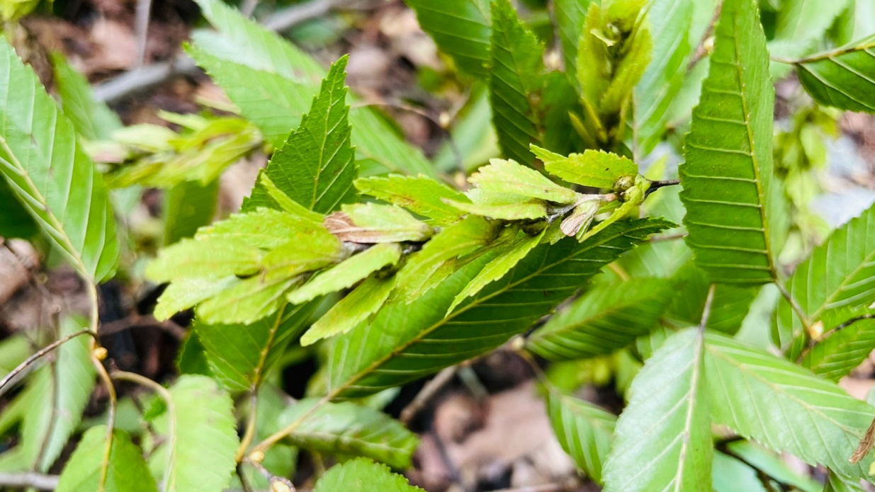 培育在地原生植物「阿里山千金榆」 兼顧生態、景觀與經濟