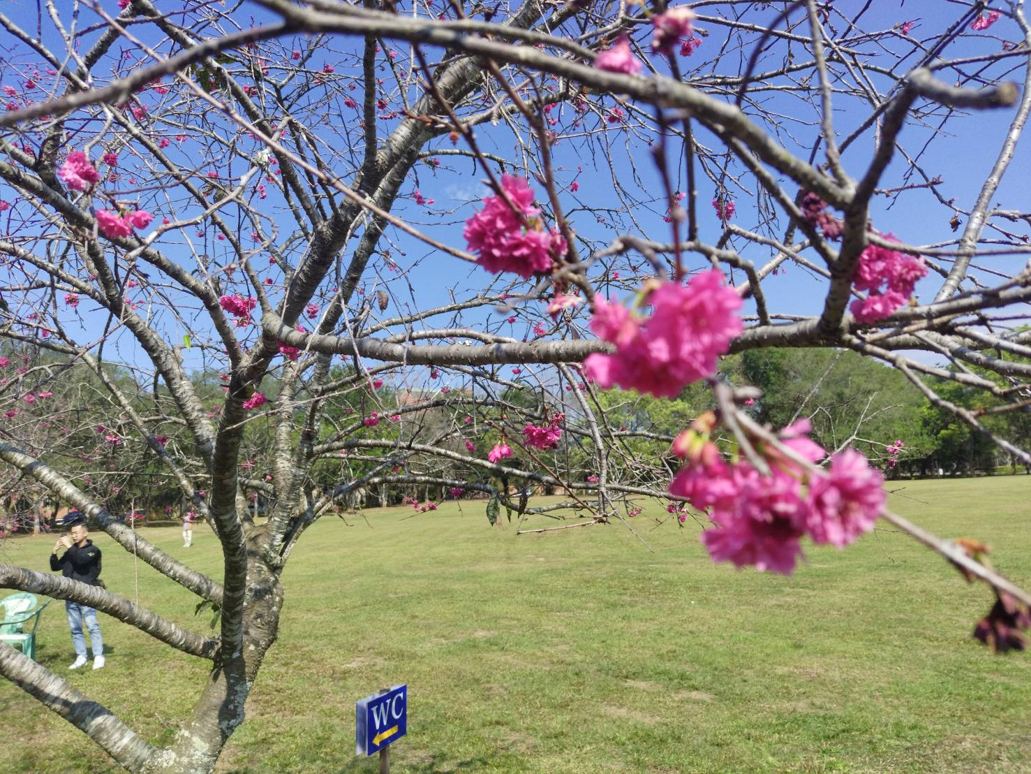 校園內的山櫻花綻放。圖/記者