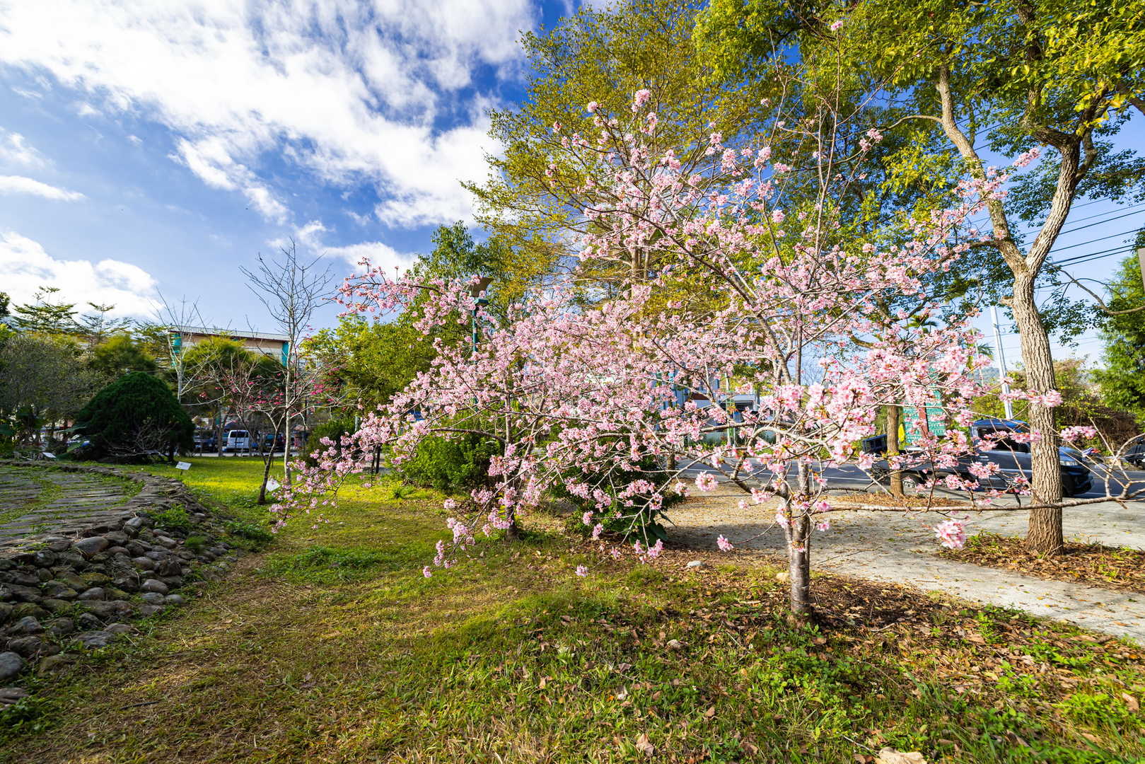 鹿谷小半天的石馬公園河津櫻花盛開。圖/南投縣政府