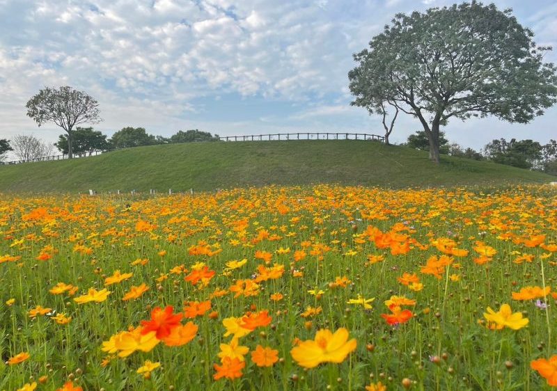 橘黃色波斯菊花海美炸 后里環保公園如魔法空間