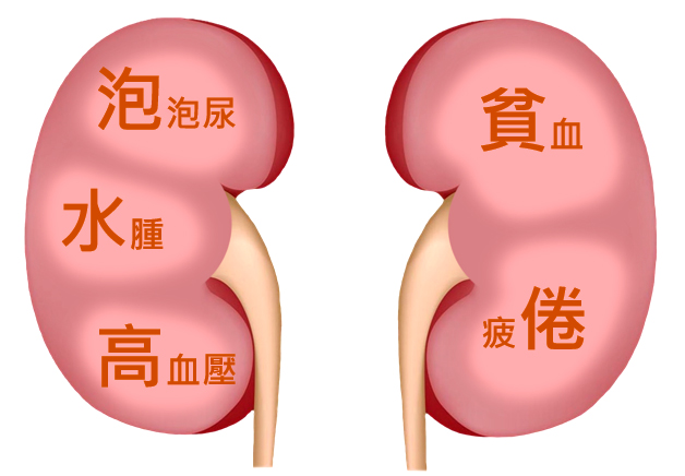 圖/取自財團法人腎臟病防治基金會